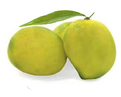 Pairi Mango