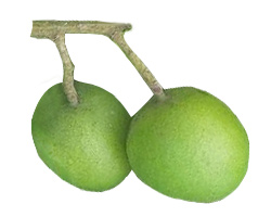 Uppu Mango